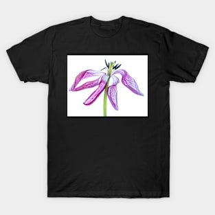 Aged Pink Tulip Backlit T-Shirt